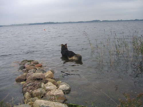Stille fjord med hund