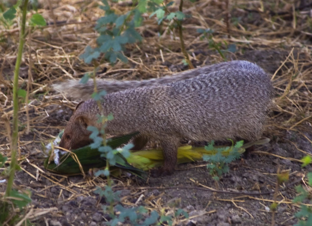Mongoose with Green Parrot