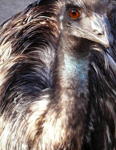 Close up emu