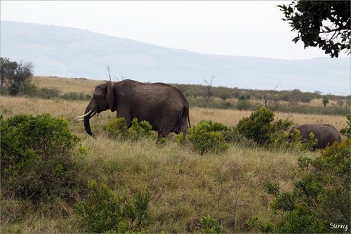 你拍攝的 25 Masai Mara - Balloon Safari - Elephant。