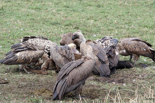 你拍攝的 48 Masai Mara - Vulture。