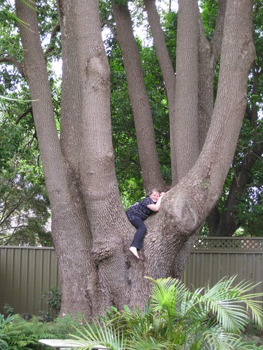 Amy in a huge tree
