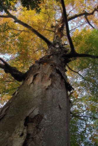 A Camphor Tree