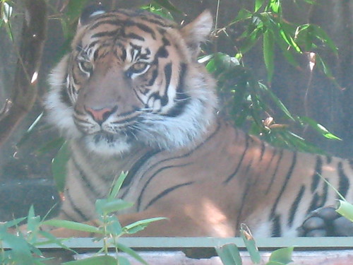 Tiger IMG_3845