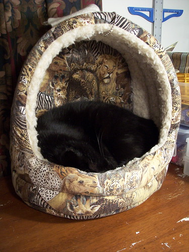 Noah in cat bed 1