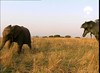 108 Matilda and elephant calf