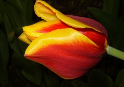 tulipan-maj062