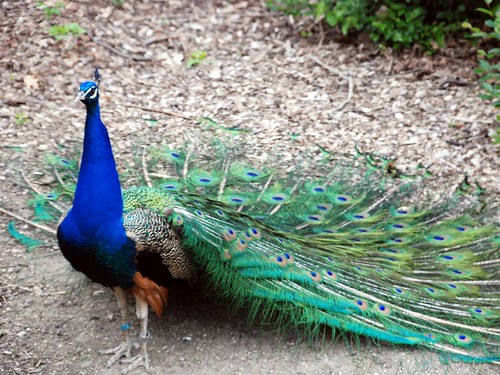 Peacock, settling back down 