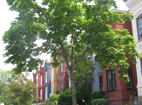 town houses of DC