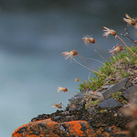 Red Lichen and Arctic Flowers in Abisko Canyon