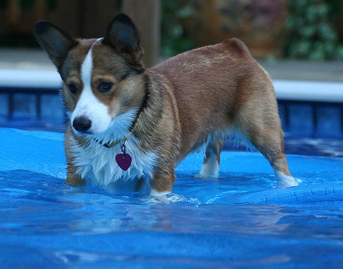 Cooper surfing in our pool