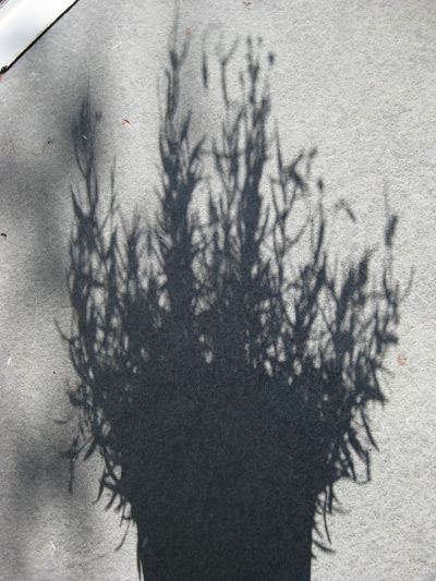 lavender shadow