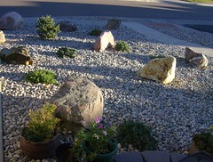 Front Yard with Plants