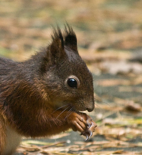 Squirrel / Eekhoorn