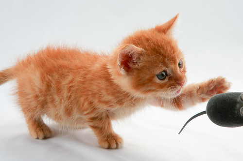 フリー写真素材|動物|哺乳類|ネコ科|猫・ネコ|子猫・小猫|