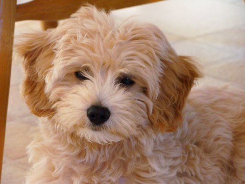 goldendoodle dogs. mini goldendoodle puppies