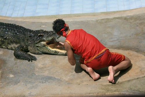 Crocodile show, Koh Kong
