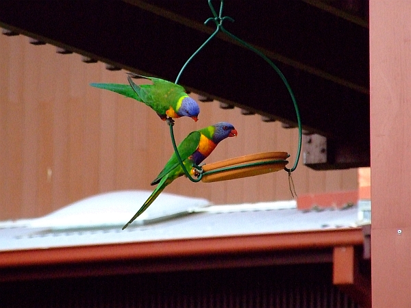 parrots on swing set 01