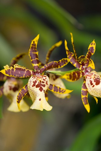 AOS Orchid5