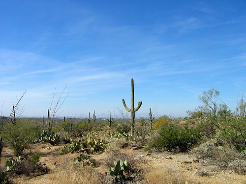saguaro-5
