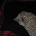 Hedgehog-Lucy in Cozy Sak