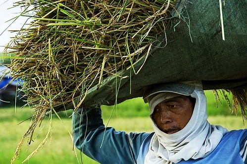Philippines,Pinoy,Life,harvest farming rice farmer,rural Ormoc, Leyte