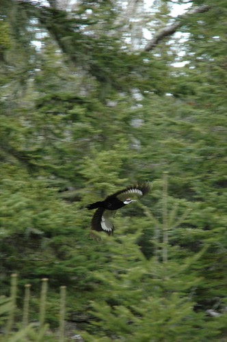 Flying Pileated woodpecker