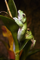 Climbing Frog!