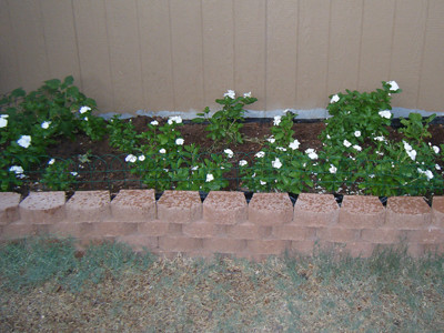 Vinca and hardy hibiscus bed