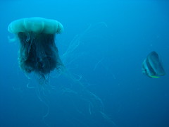 Lion's Mane Jellyfish (which stung me) & Batfish at Seven Skies
