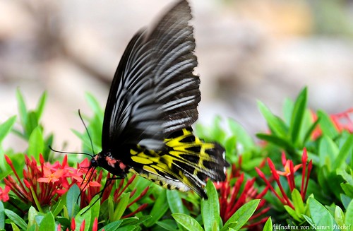 Butterfly Genus Species