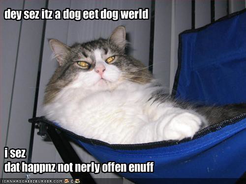 funny pictures of dogs. funny-pictures-cat-says-that-dogs-do-not-eat-eno ugh-dogs