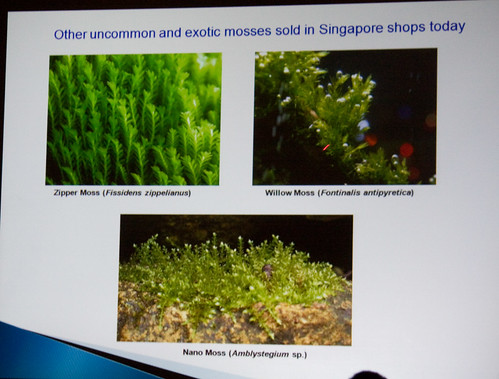 Other Mosses Sold in Singapore