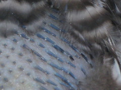 close-up of the new feathers
