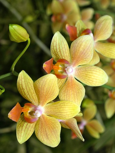 O is for Orchids, Bright Tropical Flowers