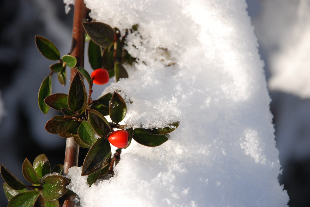 Berry and Snow