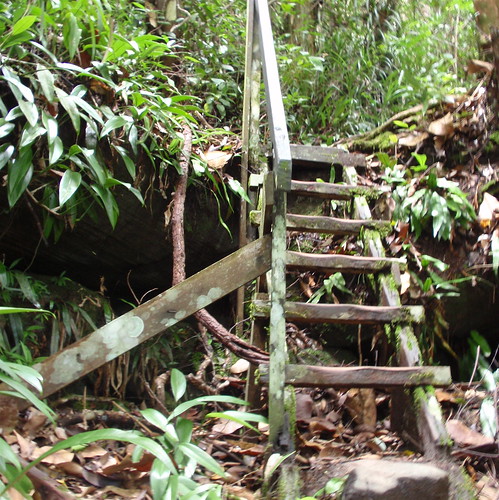 Bako jungle trail