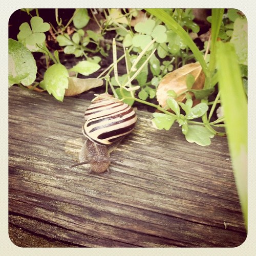snail by greetdesign