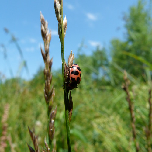 Ohio Ladybug