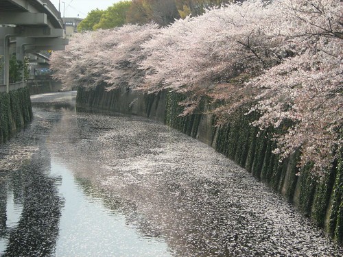 Petals of Cherry Blossoms flowing down the river