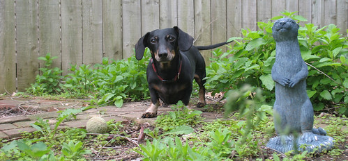 Dachshund, ball, weasel, and weeds.