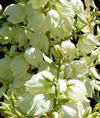 Yucca Flower