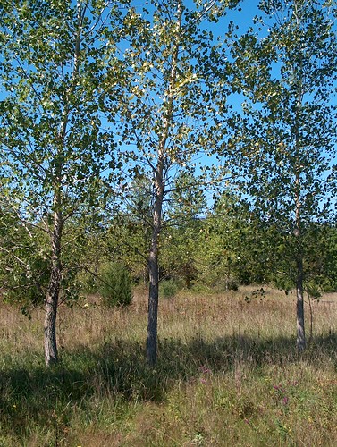 young cottonwood trees