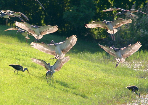 White Ibis Flock 20081019