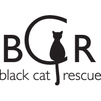 foster a black cat