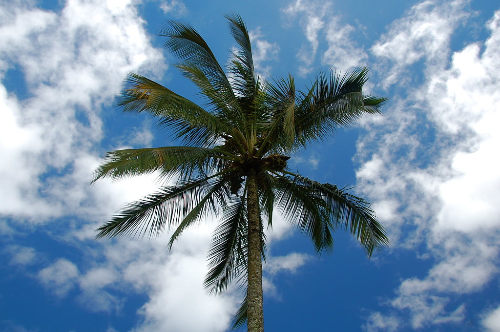 2008Oct - Coconut Tree2