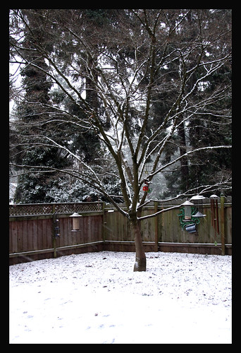 Snow...a rarity in Portland OR