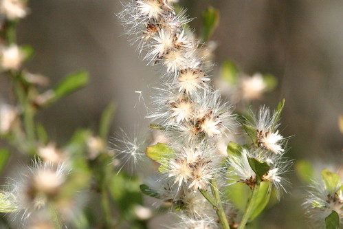 Fluffy Seeds 20081215