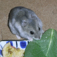 小松菜を食べるコーキ