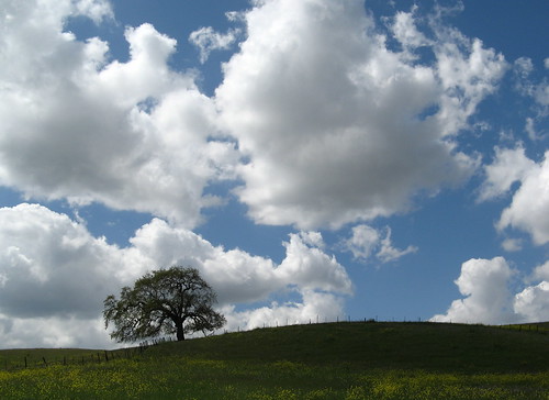 Oak and clouds